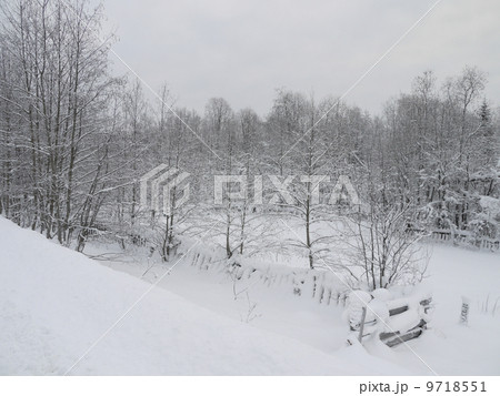 winter forest 9718551