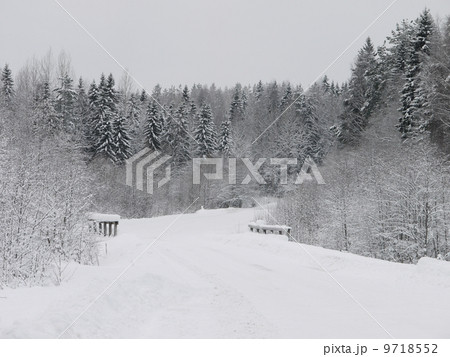 winter forest 9718552