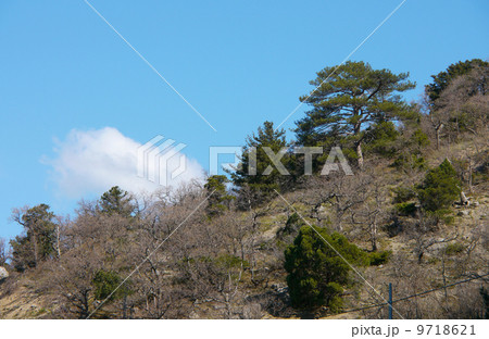 Trees in the Crimean mountains Trees in the Crimean mountains 9718621