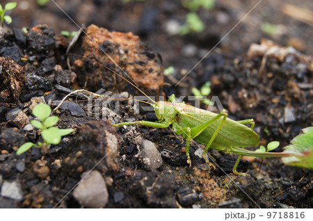 grasshopper on the ground 9718816