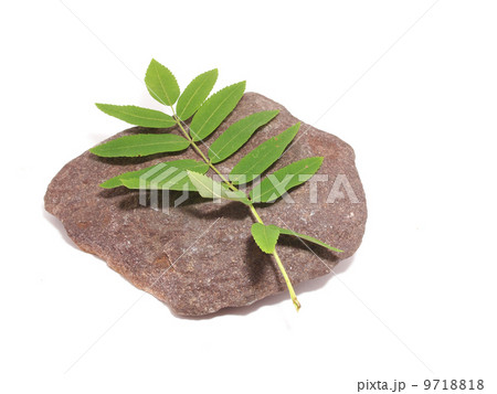 leaves and stone on white background leaves and stone on white background 9718818