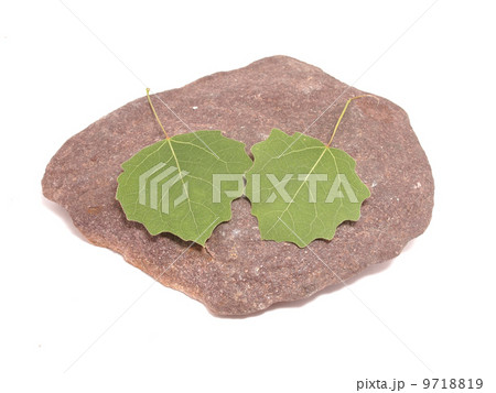 leaves and stone on white background 9718819