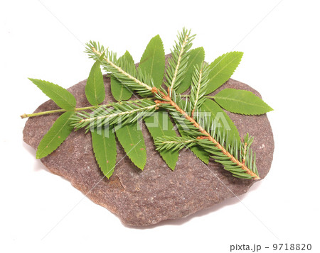 leaves and stone on white background 9718820