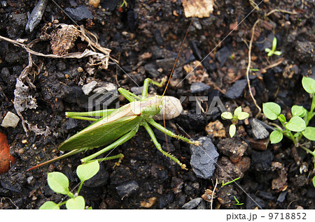 grasshopper on the ground 9718852