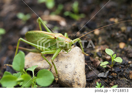 grasshopper on the ground 9718853