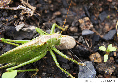 grasshopper on the ground grasshopper on the ground 9718854