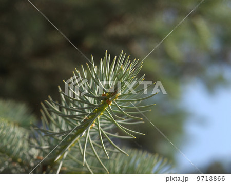 silver fir branch silver fir branch 9718866