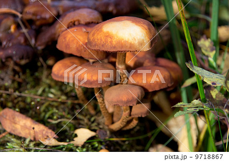agaric mushrooms in the forest agaric mushrooms in the forest 9718867