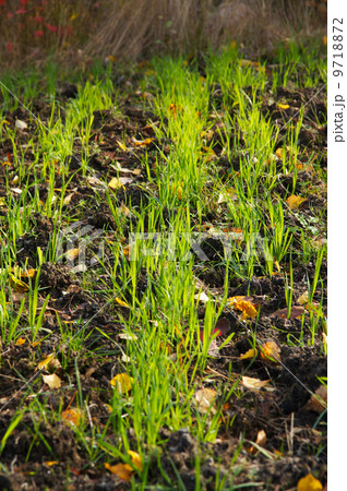 grass of the earth 9718872