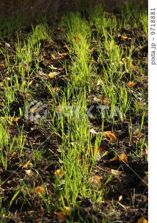 grass of the earth 9718881