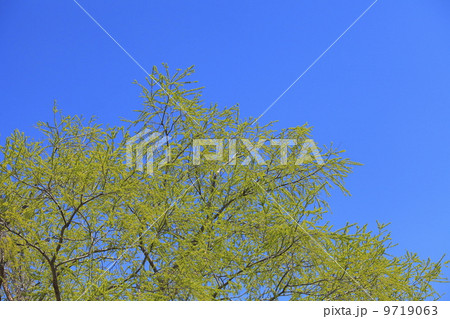 新緑のケショウヤナギと青空 新緑のケショウヤナギと青空 9719063