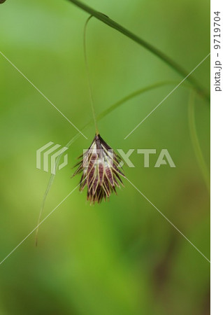 狸蘭タヌキラン　お茶目な名前です。 9719704