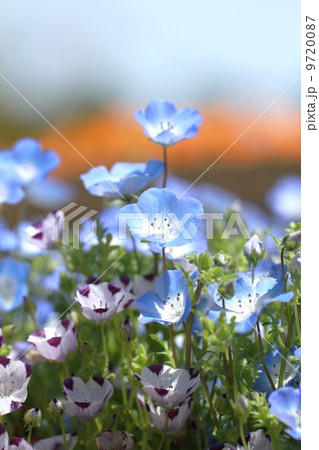 ネモフィラ 9720087