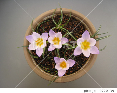 クロッカス~シーベリー・ファイヤーフライ~ クロッカス~シーベリー・ファイヤーフライ~ 9720139