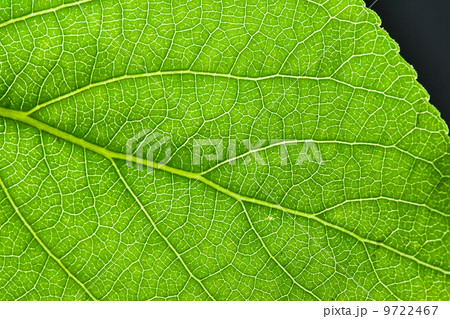 Green leaf 9722467