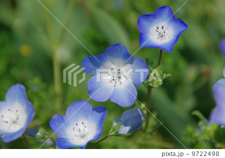 ネモフィラの花 9722498