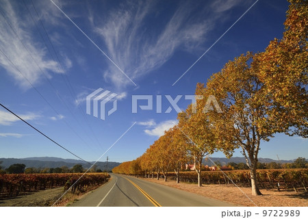 秋のナパバレー 9722989