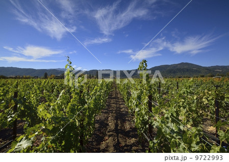 ナパバレー 9722993