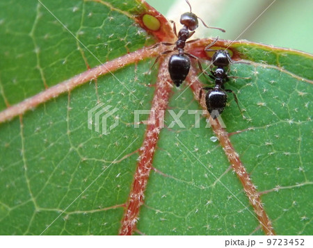 葉の上の蟻 葉の上の蟻 9723452