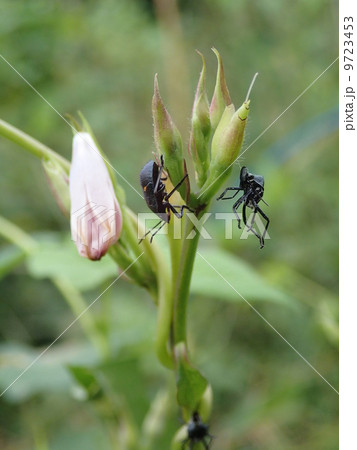 脱皮したカメムシ 9723453