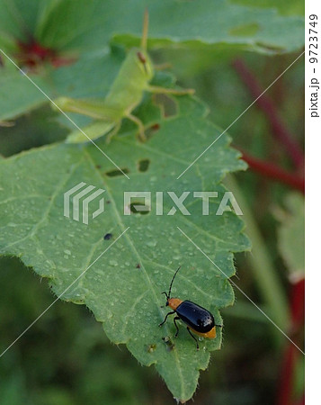 クロウリハムシ 9723749