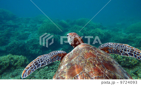 ウミガメ ウミガメ 9724093