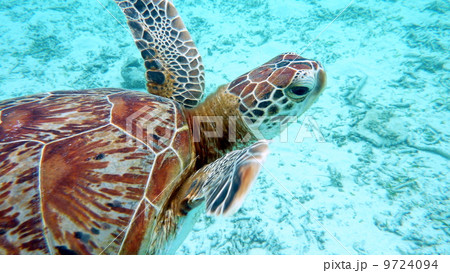 ウミガメ 9724094