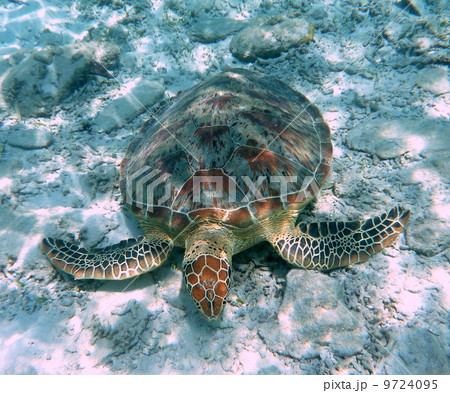 ウミガメ 9724095