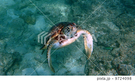 ウミガメ 9724098