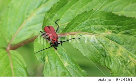 生き物 昆虫 ベニカミキリ 生き物 昆虫 ベニカミキリ 9724161