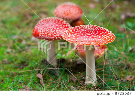 Fly-agaric in a forest Fly-agaric in a forest 9728037