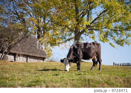 Cow on a pasture 9728471