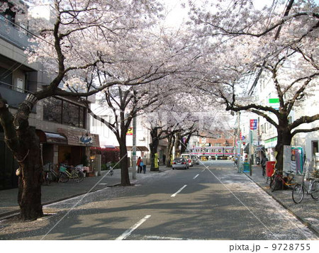 桜並木が美しい春の上北沢駅前 桜並木が美しい春の上北沢駅前 9728755