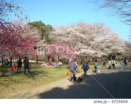 桜が咲く春の柏の葉公園(桜の広場) 桜が咲く春の柏の葉公園(桜の広場) 9728808