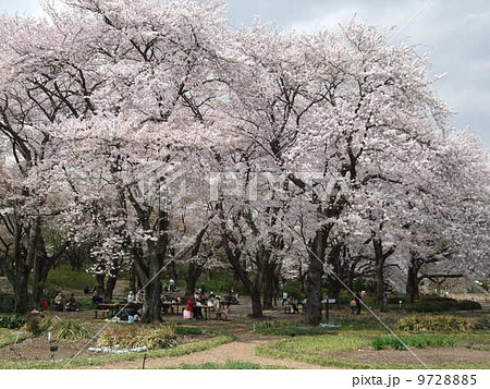 桜が咲く春の神代植物公園(築山) 桜が咲く春の神代植物公園(築山) 9728885