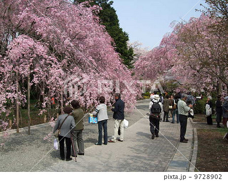 桜が咲く春の神代植物公園（さくら園） 9728902