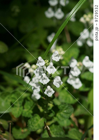 立浪草　白いタツナミソウ 9729532