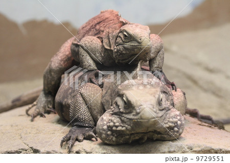 ケイマンイワイグアナ ケイマンイワイグアナ 9729551