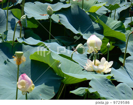 蓮の花 蓮の花 9729586