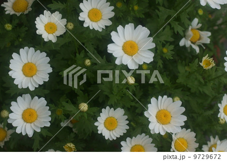 ノースボール 9729672