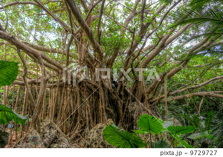 沖縄県 国頭村 国定公園 大石林 ガジュマルの木の写真素材