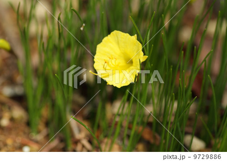 原種スイセンの花 9729886