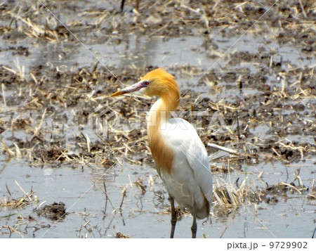 アマサギ 9729902