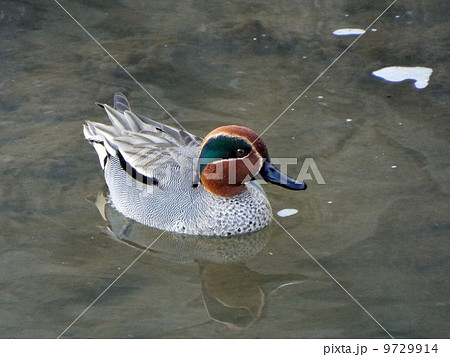 コガモ 9729914