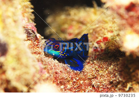 ニシキテグリ 9730235