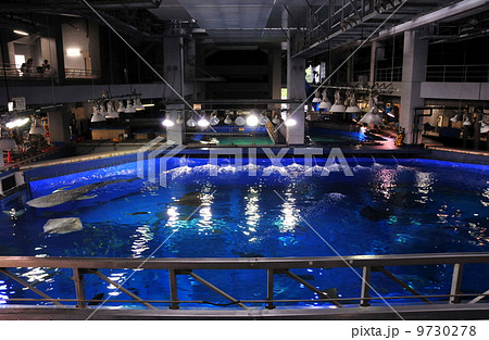 沖縄美ら海水族館 9730278