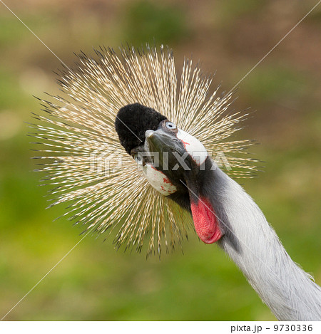 A crowned crane 9730336