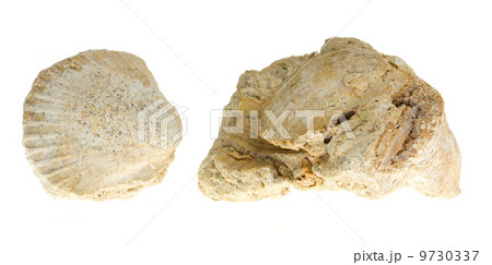 Two old fossils 9730337