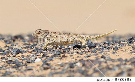 Namaqua Chameleon hunting in the Namib desert 9730398