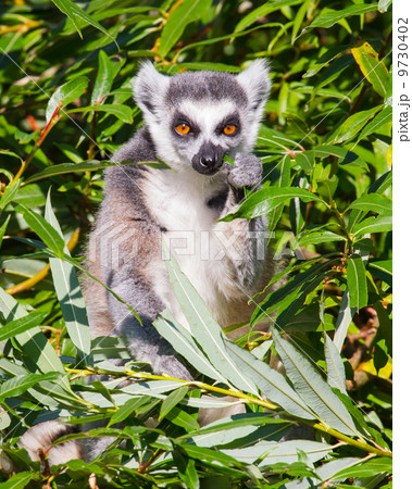 Ring-tailed lemur (Lemur catta) 9730402